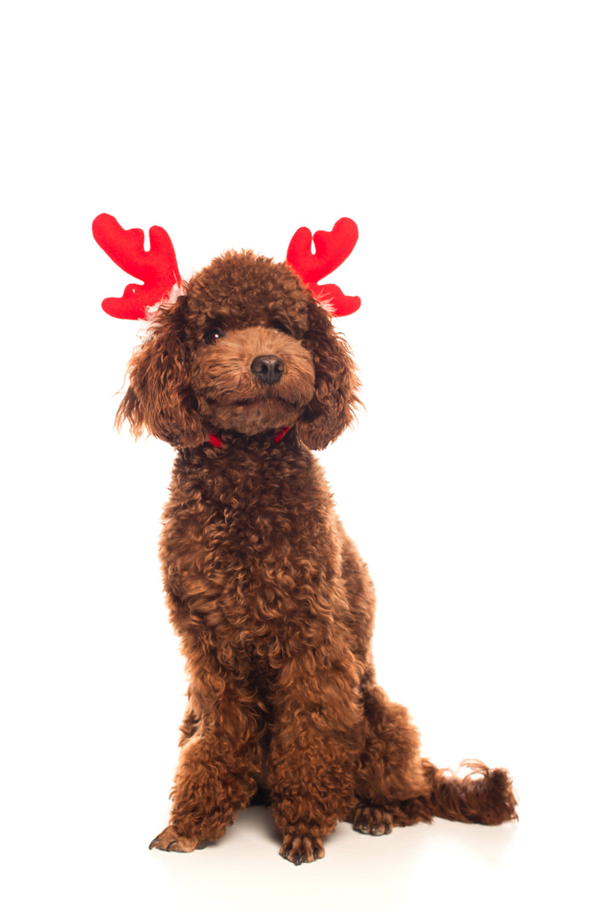 poodle in red reindeer antlers headband sitting isolated on white - Φωτογραφία, εικόνα