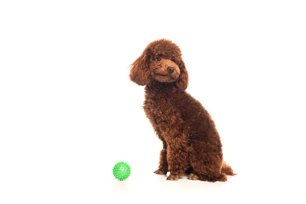 brown poodle sitting near rubber ball isolated on white  - Фото, изображение