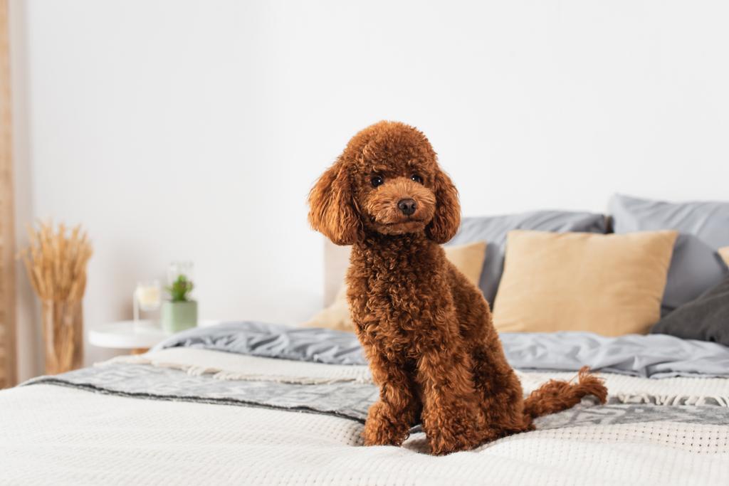 groomed poodle sitting on bed at home - Fotoğraf, Görsel