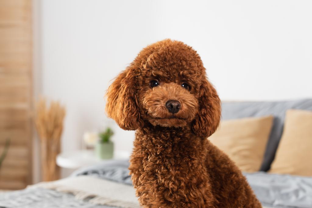 groomed poodle looking at camera in bedroom - Фото, изображение