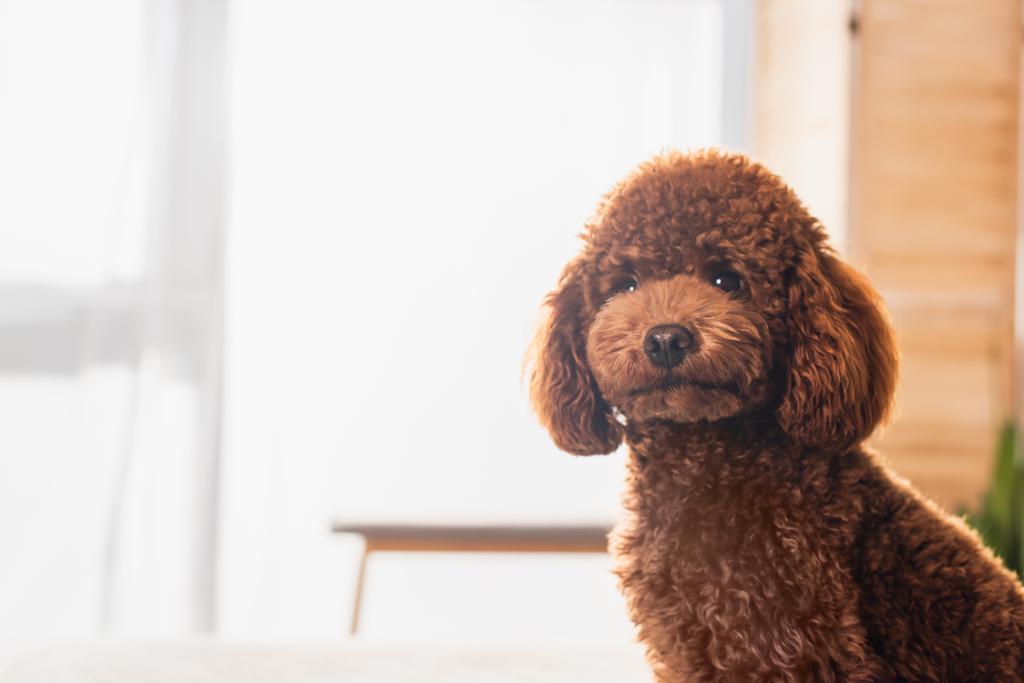 groomed and brown poodle looking at camera in bedroom - Zdjęcie, obraz
