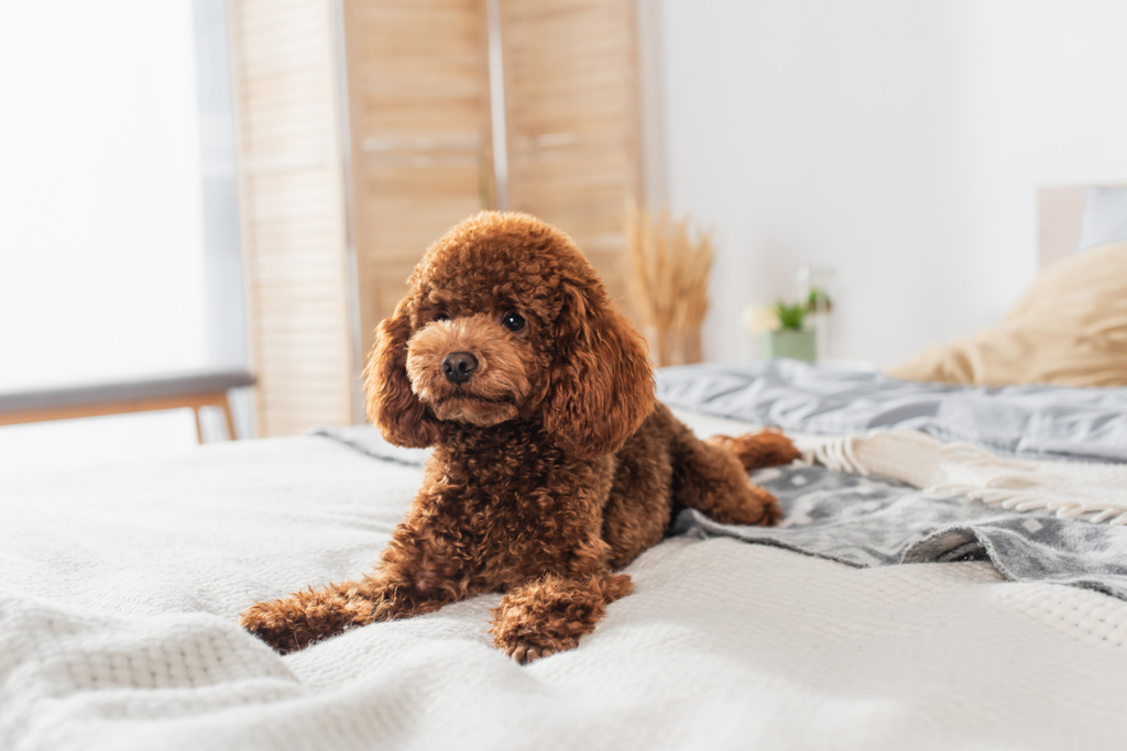 кучерявий і коричневий пудель лежить на ліжку вдома
 - Фото, зображення