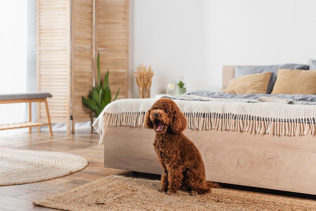 groomed poodle sitting on rattan carpet and yawning near bed - Φωτογραφία, εικόνα