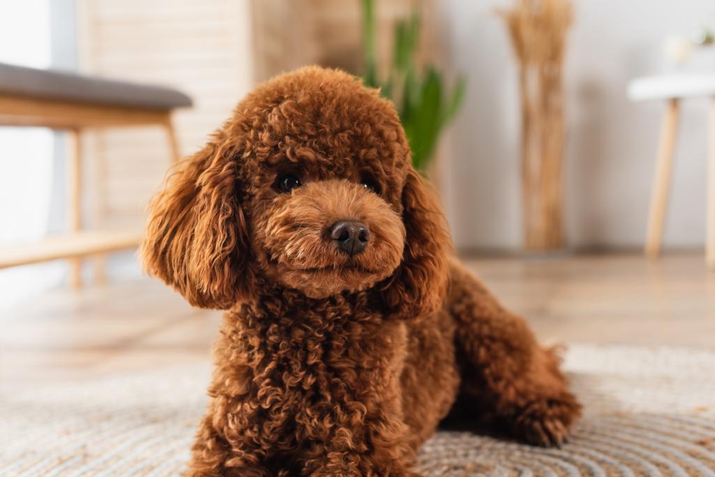 brown groomed poodle resting in modern apartment  - Фото, изображение