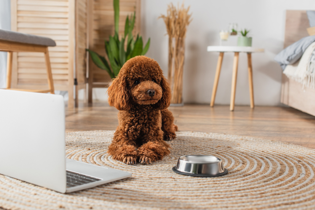 curly poodle lying near laptop and metallic bowl on round rattan carpet - Φωτογραφία, εικόνα
