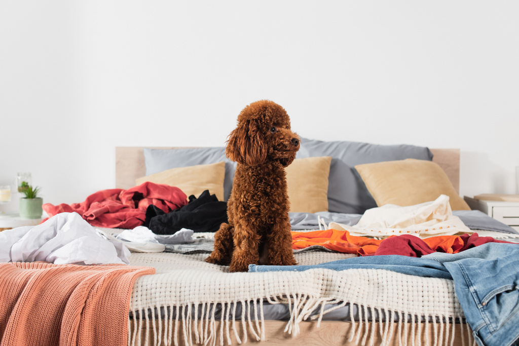 brown poodle sitting on bed around modern clothes  - Foto, Bild