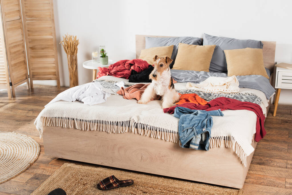 zorro terrier cabellera acostado en la cama desordenada alrededor de la ropa - Foto, imagen