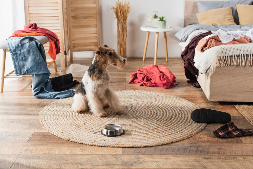 wirehaired fox terrier sitting near metallic bowl on round rattan carpet around clothes - Foto, Imagen