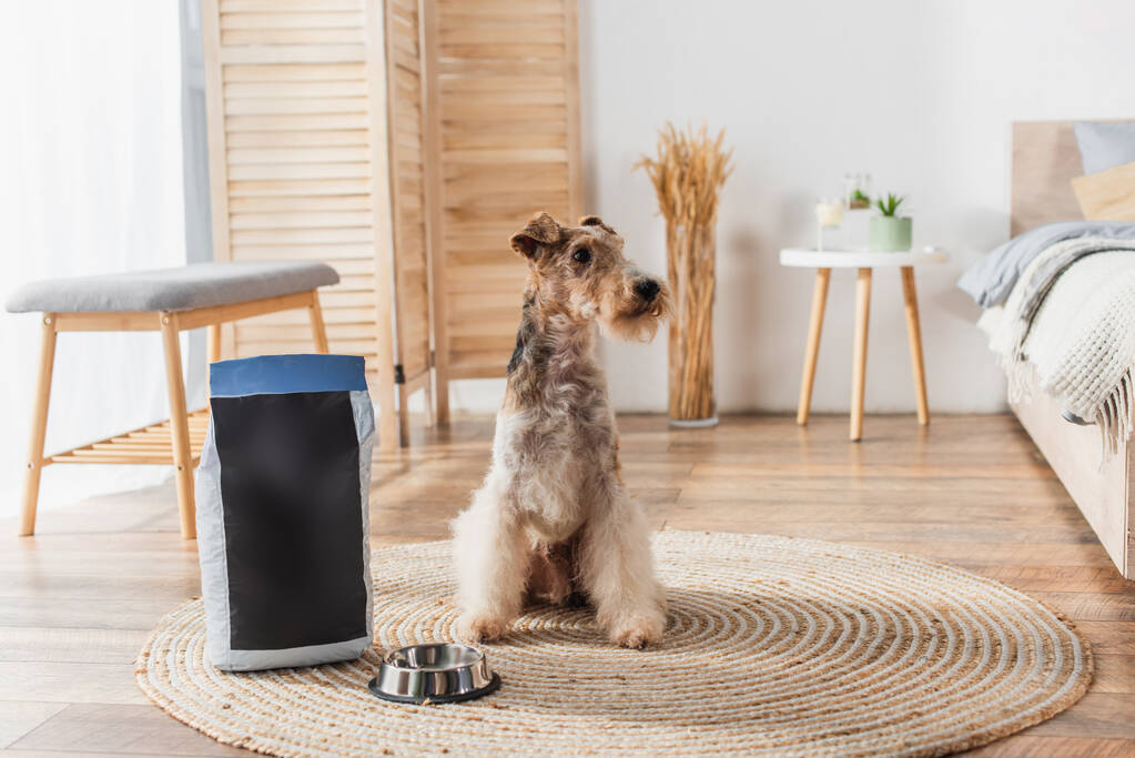 wirehaired fox terrier sitting near pet food in package and bowl in modern bedroom  - Photo, Image