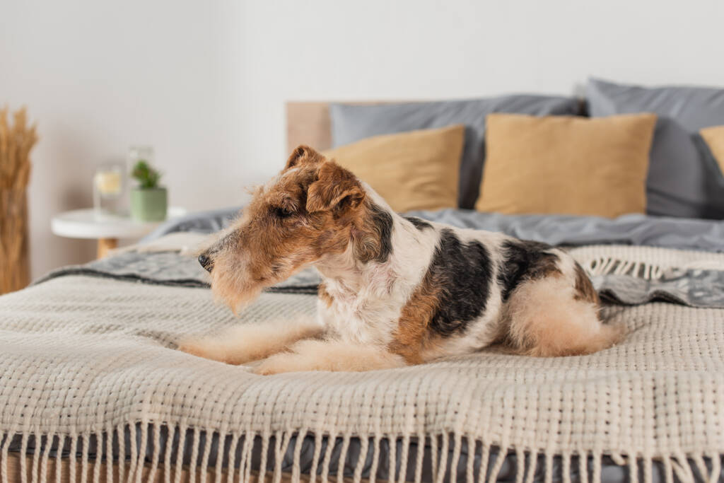 curly wirehaired fox terrier lying on modern bed  - Foto, immagini