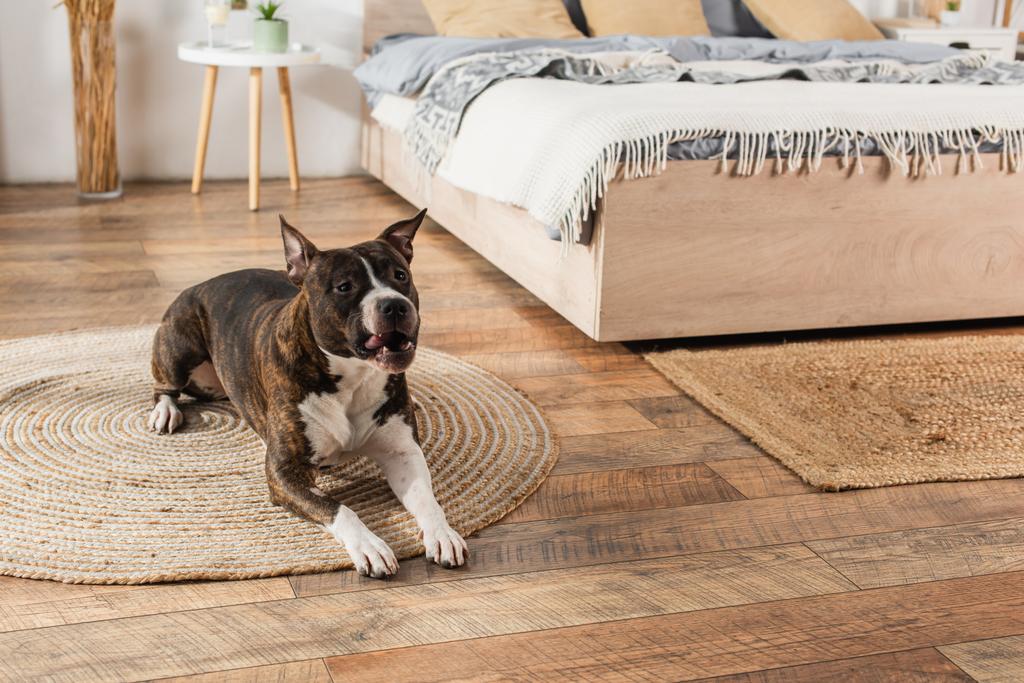 american staffordshire terrier lying on round rattan carpet in bedroom - Zdjęcie, obraz