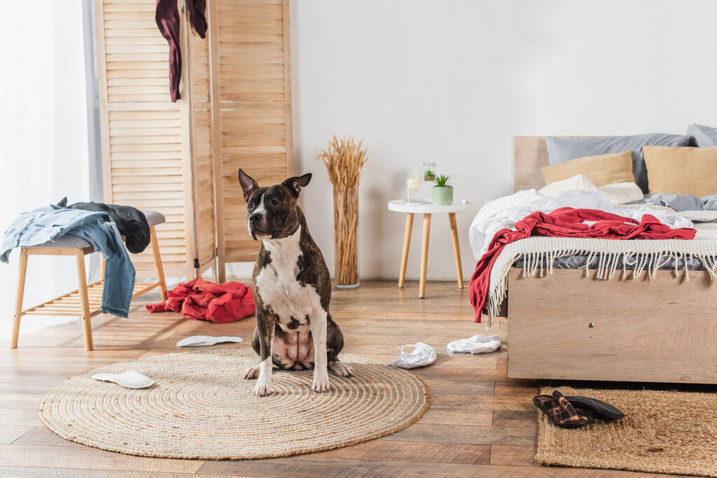 american staffordshire terrier sitting on rattan carpet around clothes on floor in messy bedroom - Fotó, kép