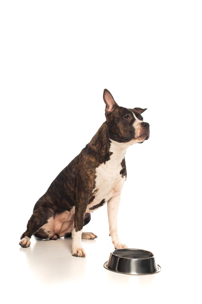 purebred american staffordshire terrier sitting near bowl with pet food isolated on white  - Photo, image