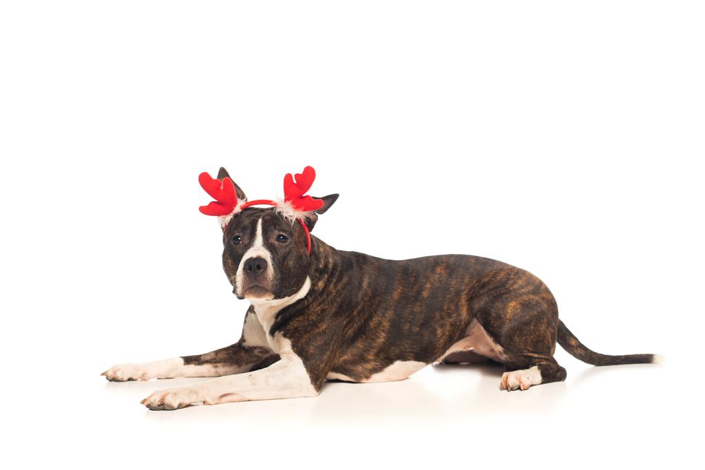 american staffordshire terrier in reindeer antlers headband lying isolated on white - Foto, Imagen