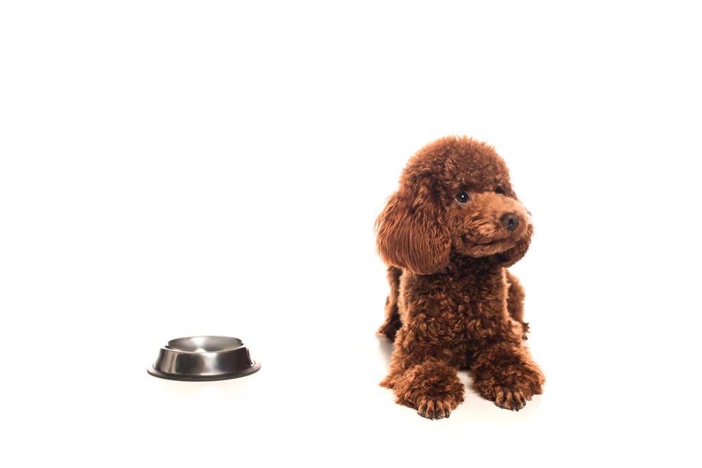 purebred brown poodle lying next to bowl on white  - Valokuva, kuva