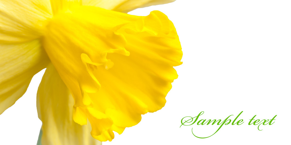 Narciso amarillo. Macro
 - Foto, Imagen