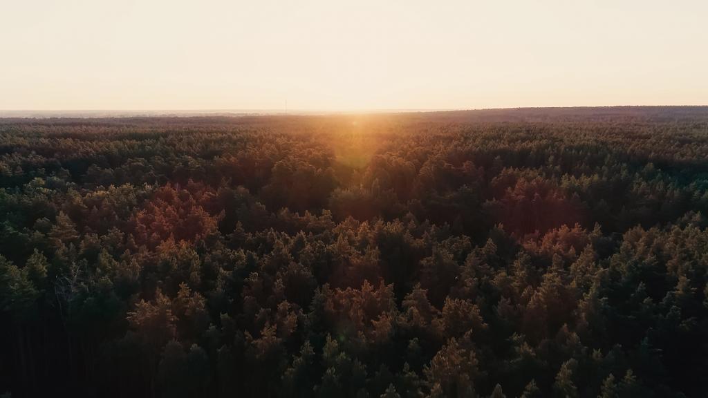 Aerial view of sunset above forest  - Foto, Imagen
