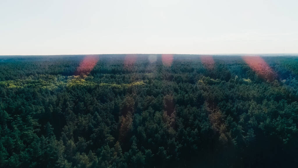 Aerial view of green forest and sky at daytime  - Foto, afbeelding