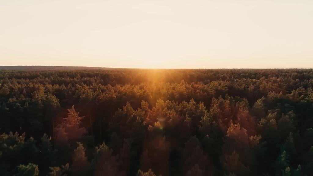 Aerial kilátás pólók erdőben és naplemente ég a háttérben  - Fotó, kép
