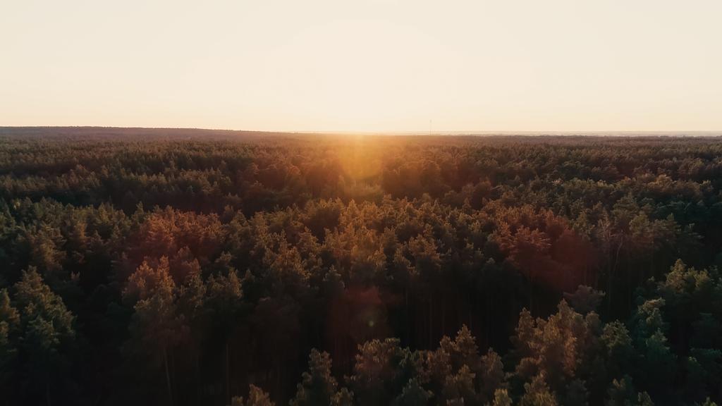Luchtfoto van bos en lucht bij zonsondergang  - Foto, afbeelding