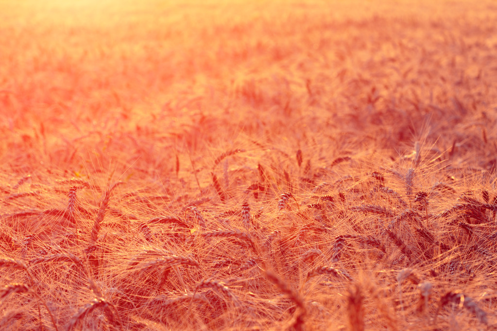 Auringonlaskun vehnäpelto
 - Valokuva, kuva