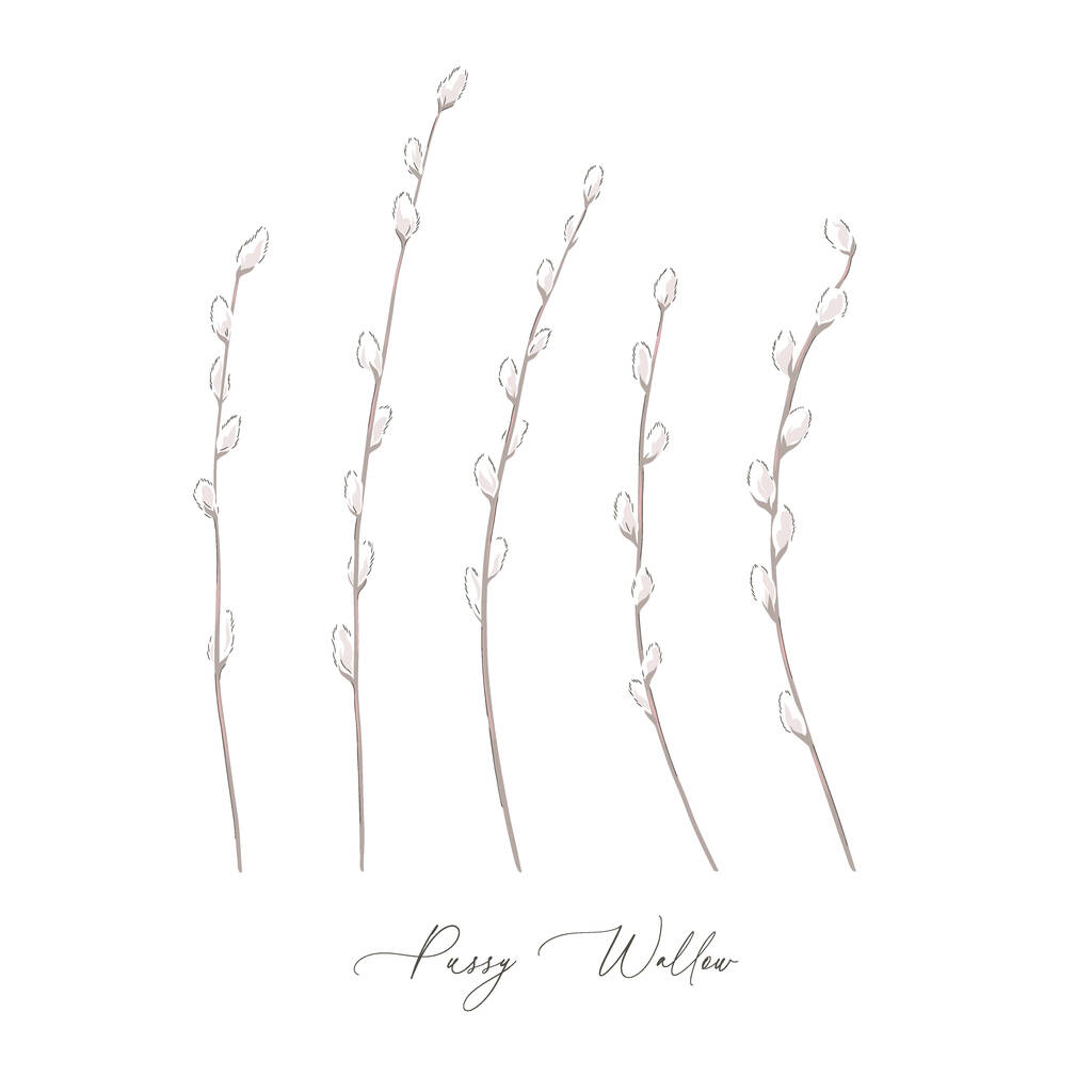 Pussy Willow spring branch botanical hand drawn vector illustration set isolated on white. - Vecteur, image