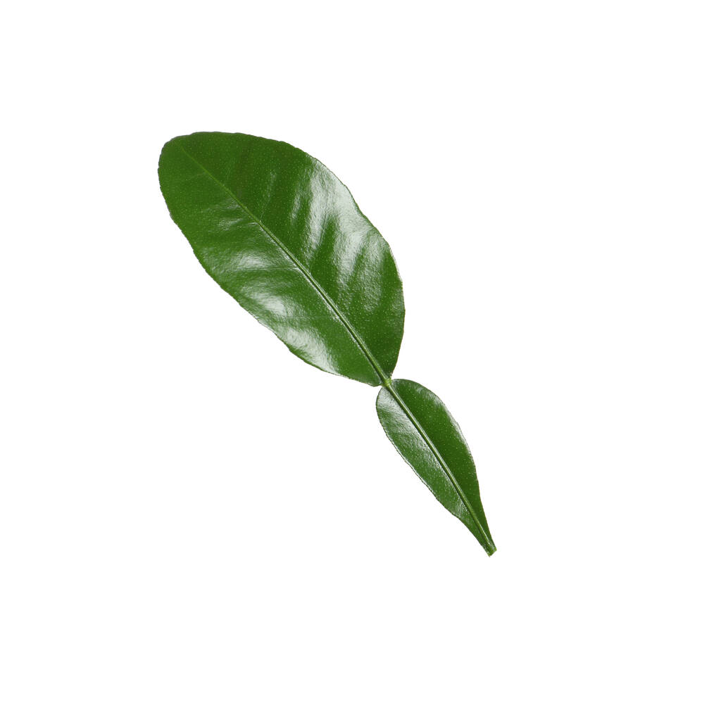 Zielony liść rośliny bergamot izolowany na białym - Zdjęcie, obraz