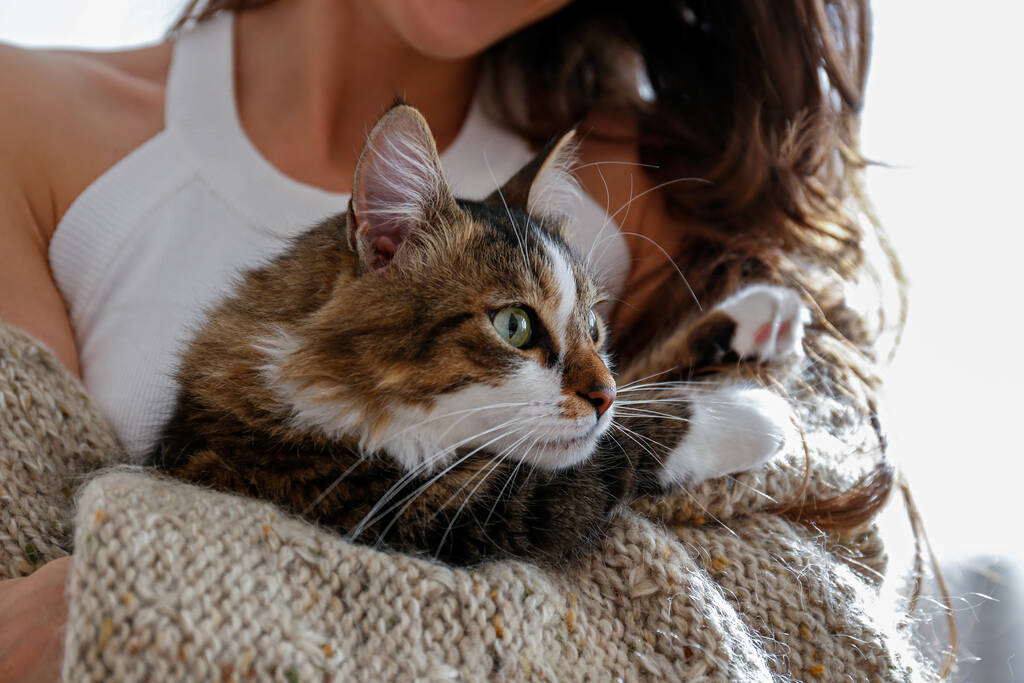 Portret młodej kobiety trzymającej słodkiego syberyjskiego kota z zielonymi oczami. Kobieta przytulająca swojego słodkiego kotka. Tło, przestrzeń do kopiowania, zbliżenie. Urocza koncepcja domowych zwierząt domowych. - Zdjęcie, obraz