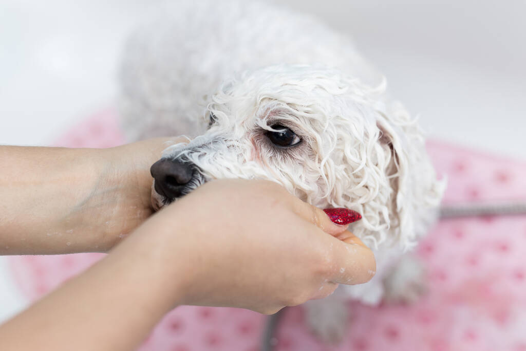 Close-up de uma menina banhando seu cão na casa de banho, ela derrama água sobre ela a partir do chuveiro. Movimento lento. Cuidado com um cão Bichon Frise, close-up. Veterinário. Esmeralda. Cabeleireiro para animais
 - Foto, Imagem
