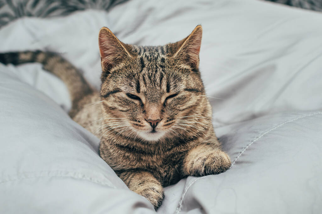 Muotokuva harmaa kotimainen kissa harmaalla pohjalla - Valokuva, kuva