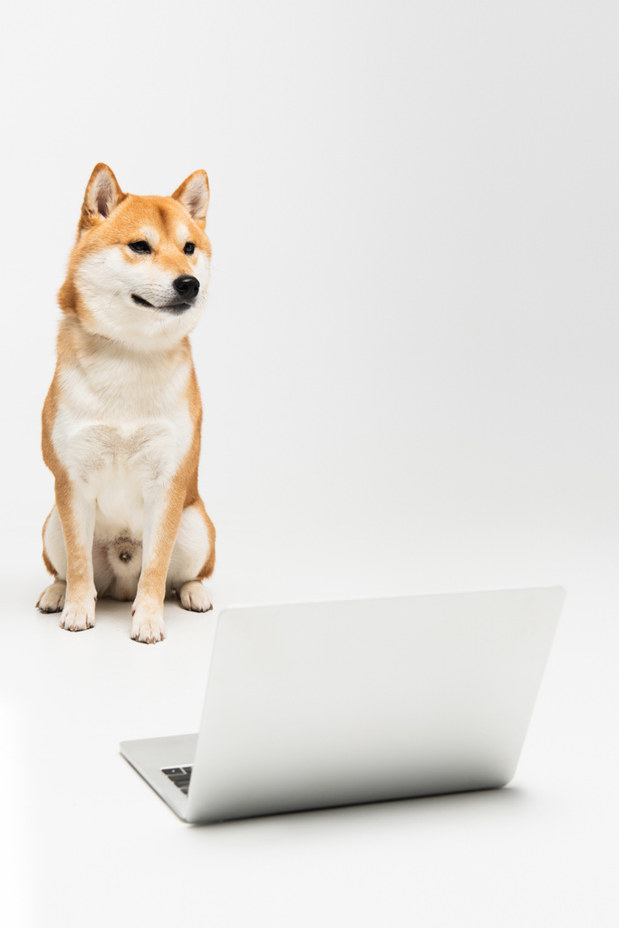 собака шиба ину, сидящая рядом с ноутбуком и отводящая взгляд на сером фоне - Фото, изображение