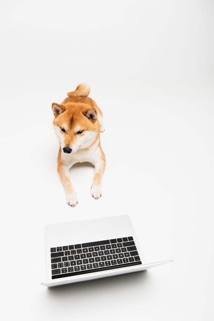 Hochwinkelaufnahme des Shiba Inu Hundes, der in der Nähe des Laptops auf hellgrauem Hintergrund liegt - Foto, Bild