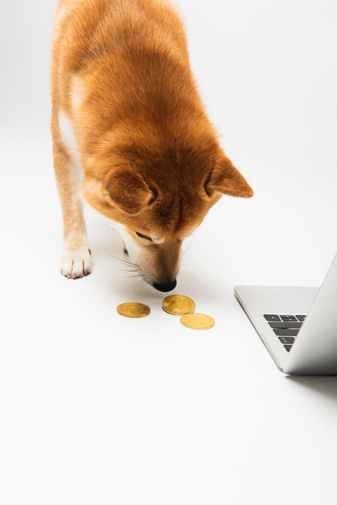 shiba inu chien sentant bitcoins dorés près de l'ordinateur portable sur fond gris clair - Photo, image
