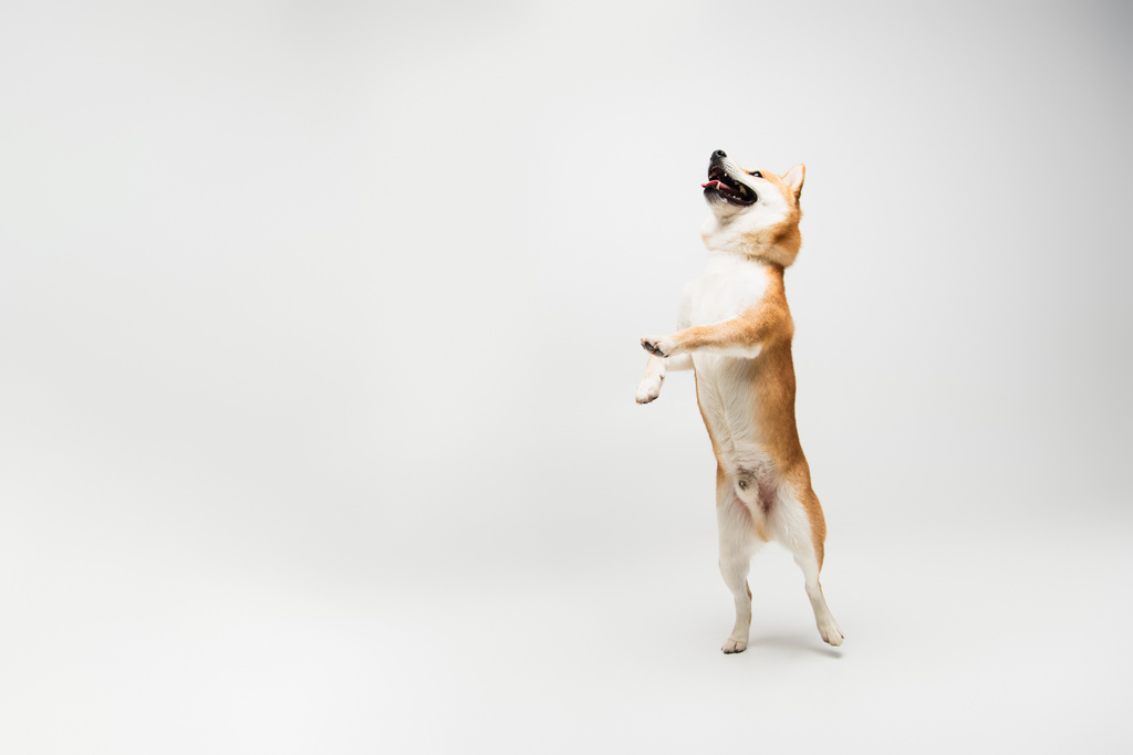 perro shiba inu juguetón con la boca abierta de pie en las patas traseras sobre fondo gris - Foto, Imagen
