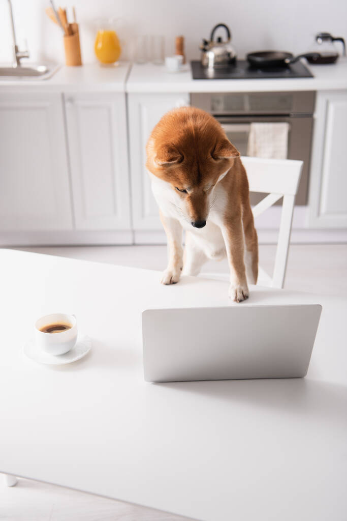 vista de ángulo alto de perro shiba inu mirando portátil cerca de taza de café en la mesa en la cocina - Foto, imagen