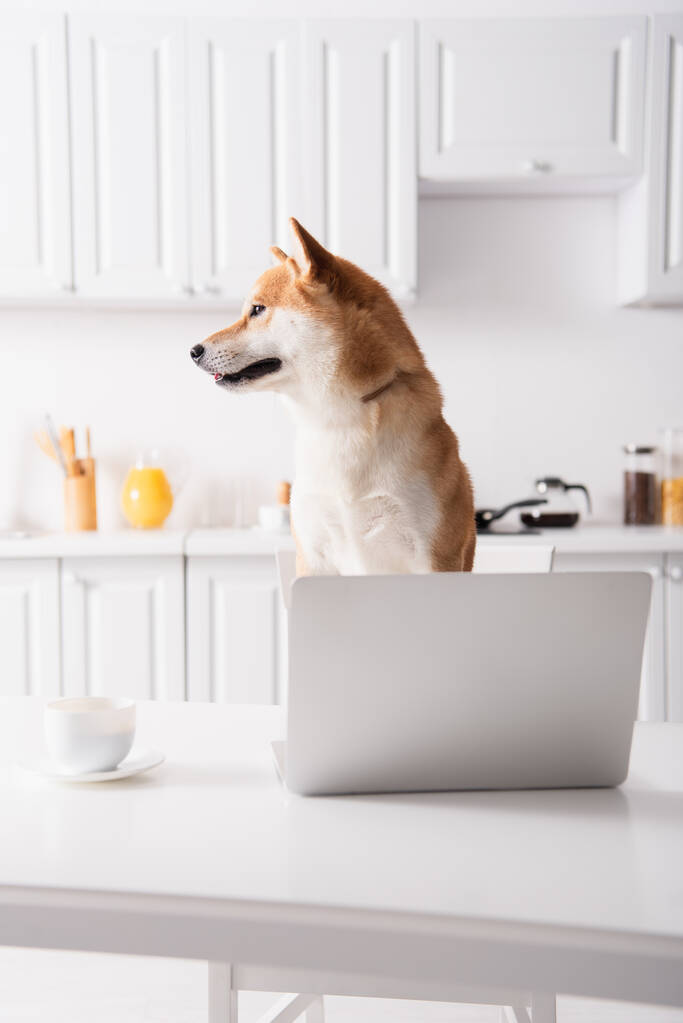 Shiba Inu köpeği dizüstü bilgisayarın yanına bakıyor ve mutfak masasında kahve fincanı var. - Fotoğraf, Görsel