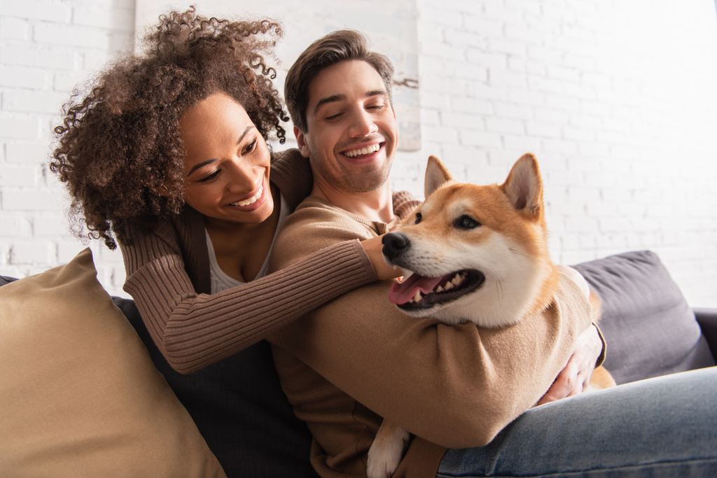 Smiling african american woman looking at shiba inu while hugging boyfriend in living room  - Photo, Image