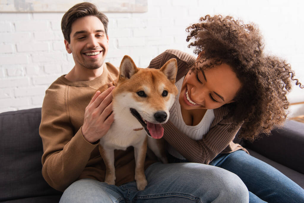 Smiling african american woman petting shiba inu near boyfriend on couch at home  - Photo, Image
