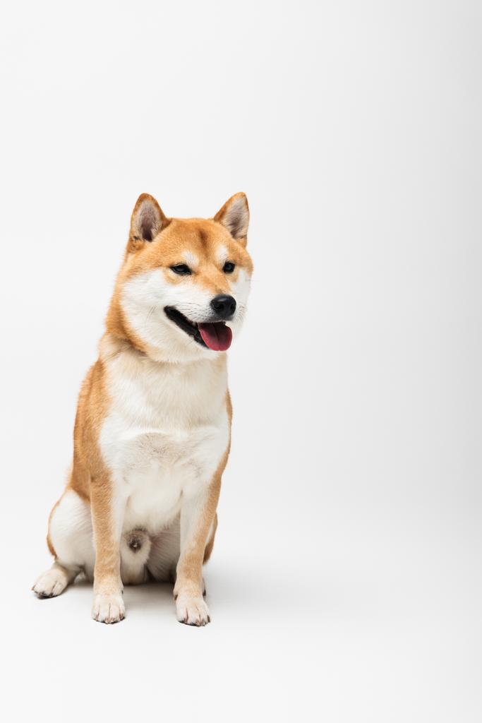 Shiba inu cão sentado no fundo branco
  - Foto, Imagem