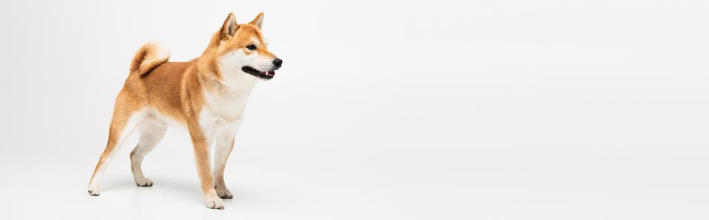 Shiba inu looking away while standing on white background, banner  - Photo, Image