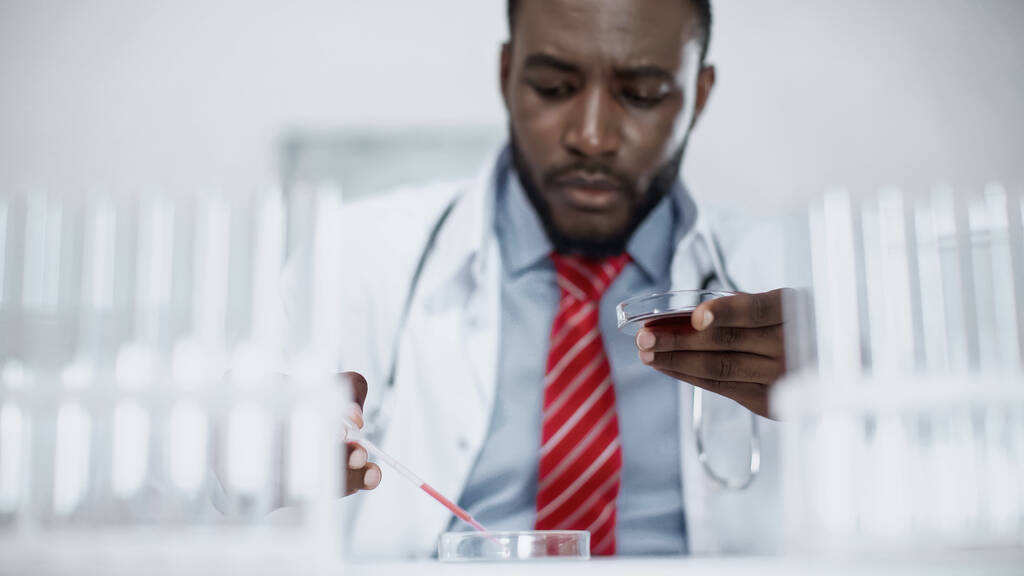odaklanmış Afrikalı Amerikalı bilim adamı petri kabına kırmızı sıvı ekliyor  - Fotoğraf, Görsel