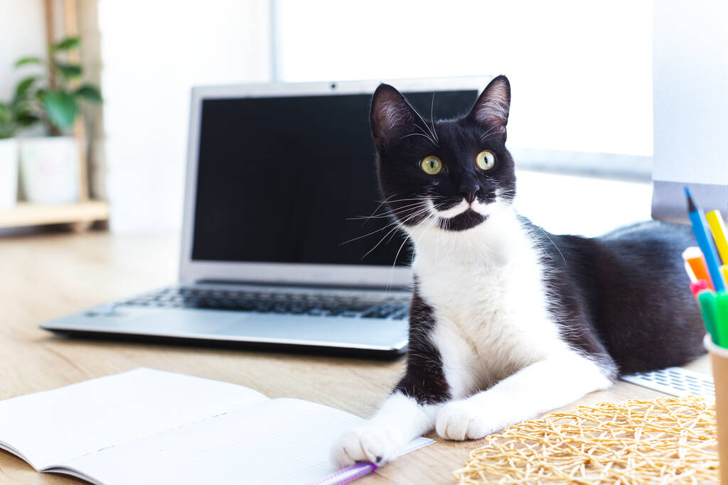 Gato preto brincalhão com bigode branco deitado na área de trabalho pela janela ao lado do laptop. - Foto, Imagem