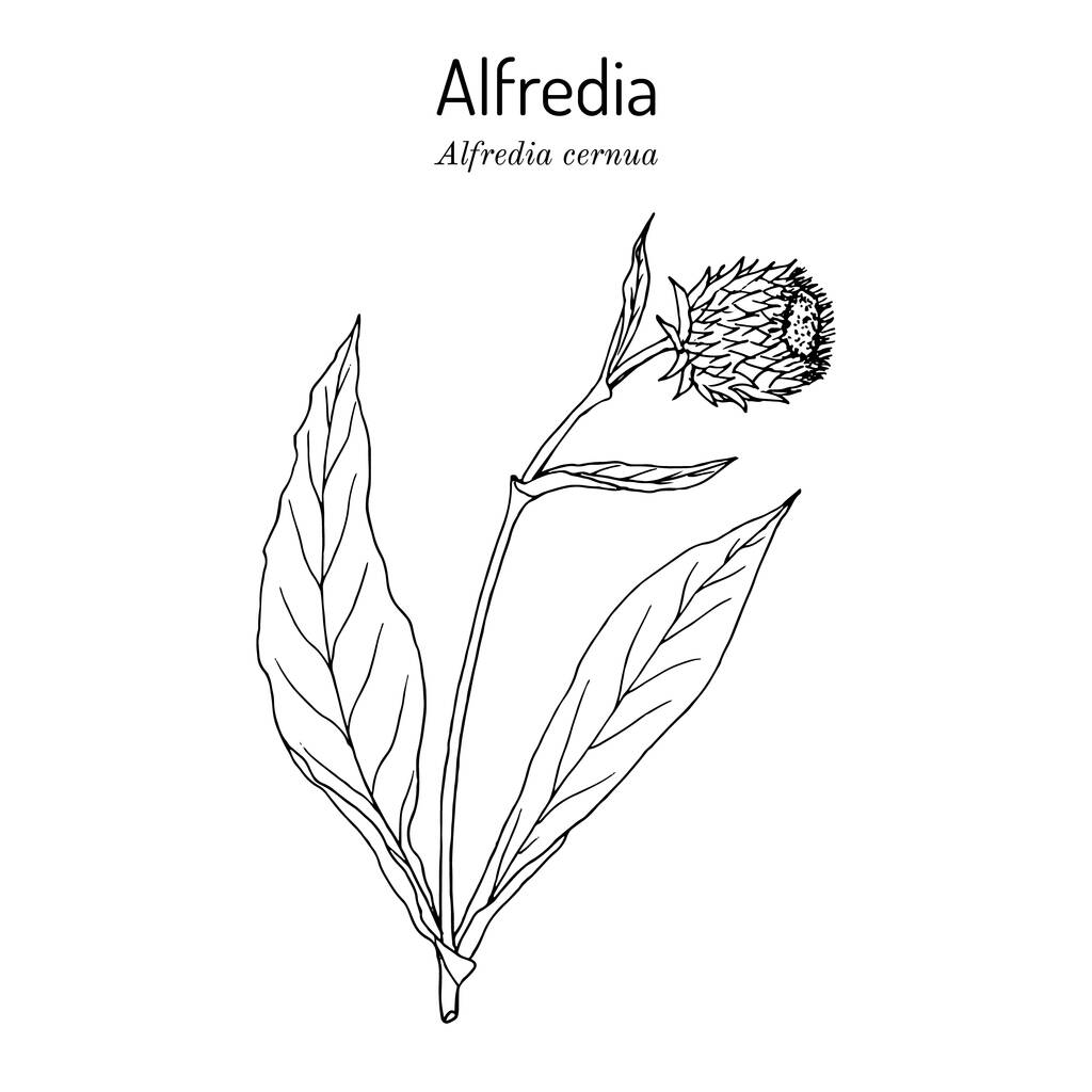 Alfredia cernua, Heilpflanze. Handgezeichnete Vektorillustration - Vektor, Bild