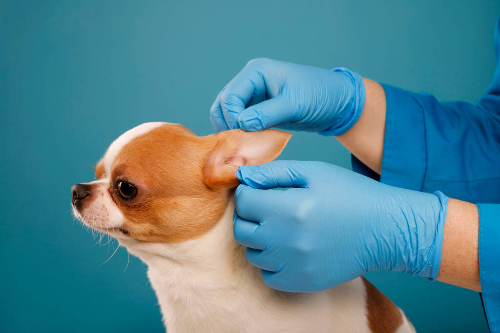 Ветеринар осматривает щенячье ухо чихуахуа с руками в защитных перчатках. Выборочный фокус на собаке. Здравоохранение собак - Фото, изображение