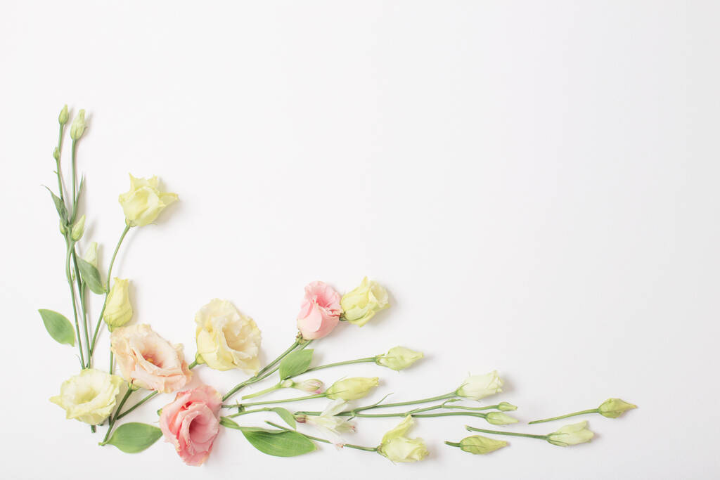spring beautiful flowers on white background - Photo, Image