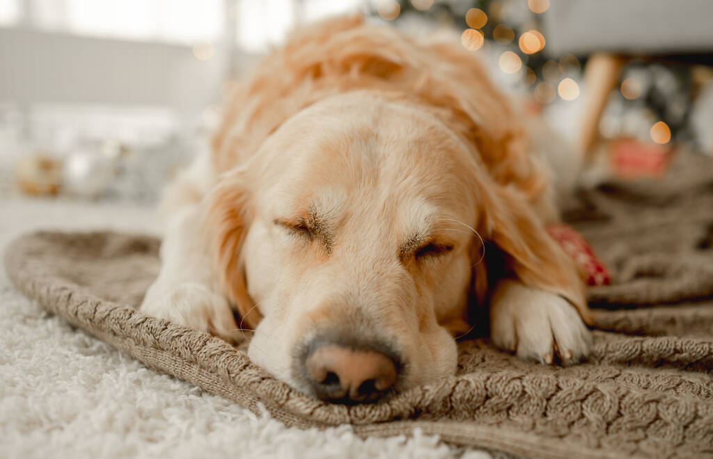 золотистий ретрівер собака
 - Фото, зображення