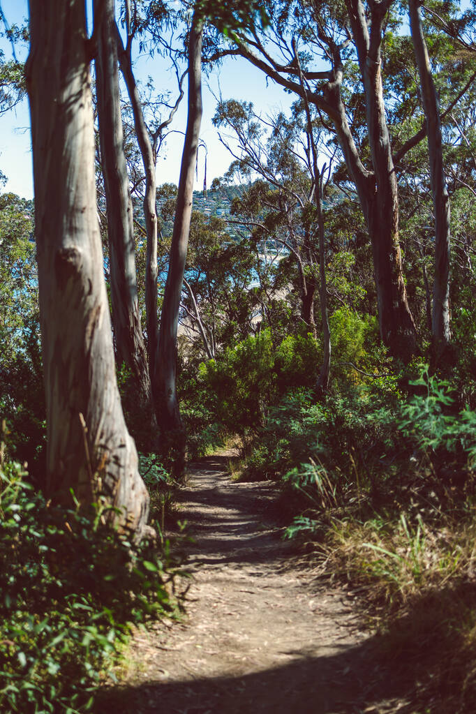 красивый пейзаж австралийского куста и густой местной растительности, снятый с наблюдательной точки во время похода в Южной Тасмании вдоль трека Alum Cliffs - Фото, изображение