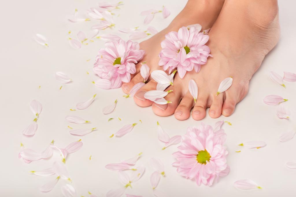 chrysant bloemen en bloemblaadjes in de buurt van bijgesneden vrouwelijke voeten op witte achtergrond - Foto, afbeelding