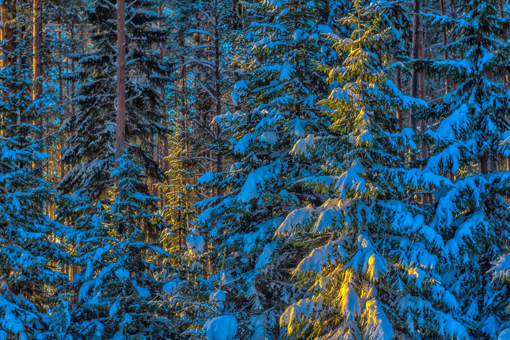 Kış manzarası, çam ağaçları, güneş ve kar - Fotoğraf, Görsel