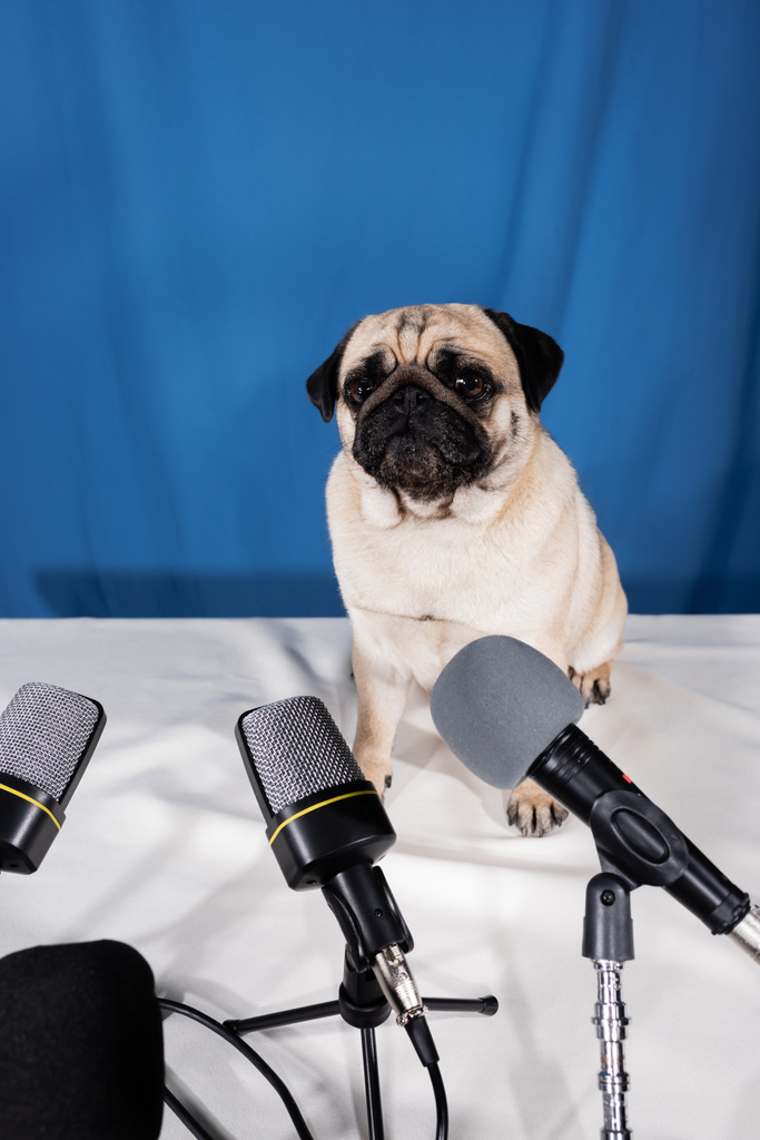 varios micrófonos y perro pug sentado en la mesa sobre fondo azul - Foto, Imagen